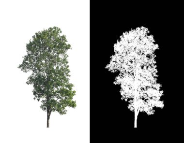 kırpma yolu ve alfa kanalı ile beyaz arkaplanda izole edilmiş ağaç