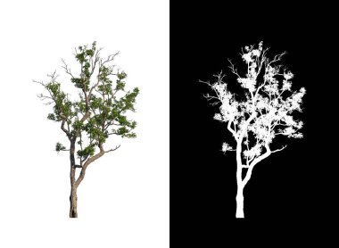 kırpma yolu ve alfa kanalı ile beyaz arkaplanda izole edilmiş ağaç
