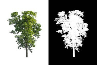 kırpma yolu ve alfa kanalı ile beyaz arkaplanda izole edilmiş ağaç