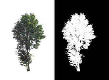 kırpma yolu ve alfa kanalı ile beyaz arkaplanda izole edilmiş ağaç