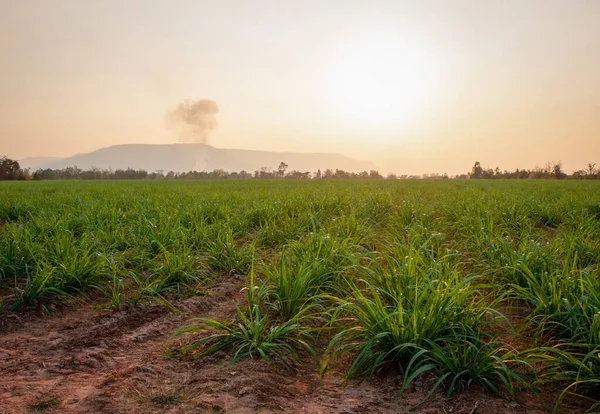 Suikerrietplantages Suikerrietteelt Avonds Zonsondergang — Stockfoto