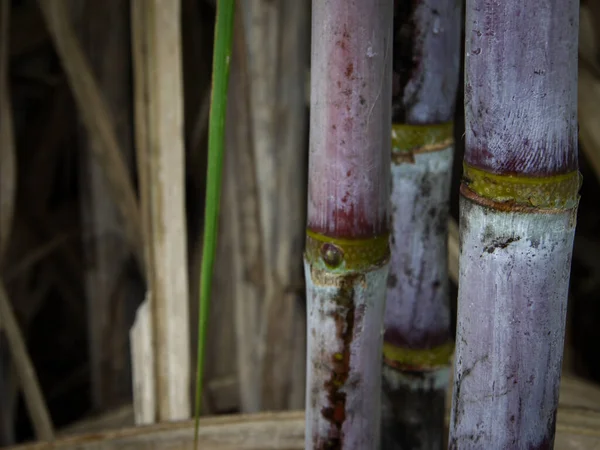 사탕수수 타이의 — 스톡 사진
