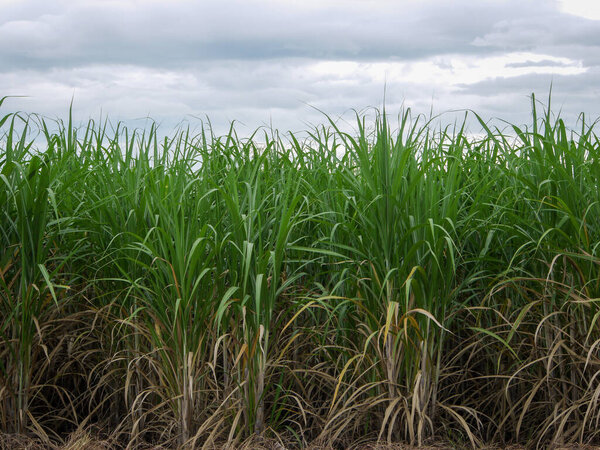 Сахарные плантации, сельскохозяйственные тропические растения в Таиланде