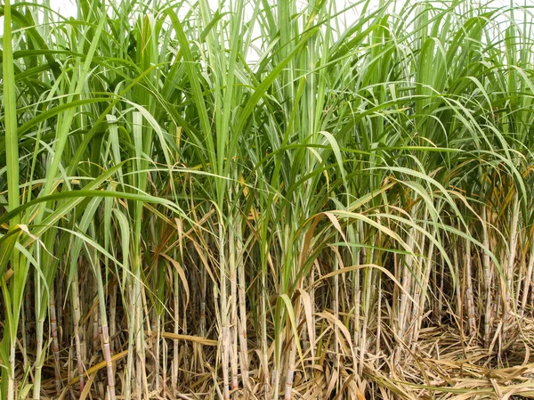 Piantagioni Canna Zucchero Pianta Tropicale Agricola Thailandia — Foto Stock