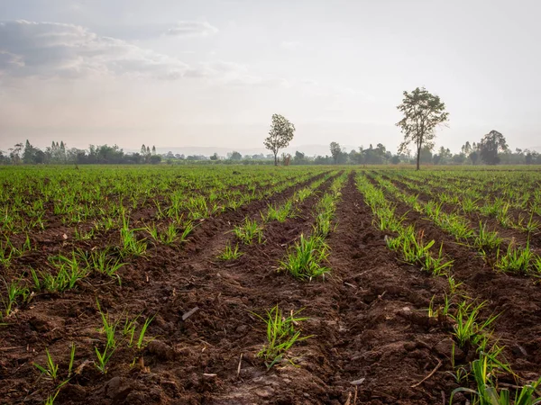 Suikerriet Plantages Landbouw Tropische Plant Thailand — Stockfoto