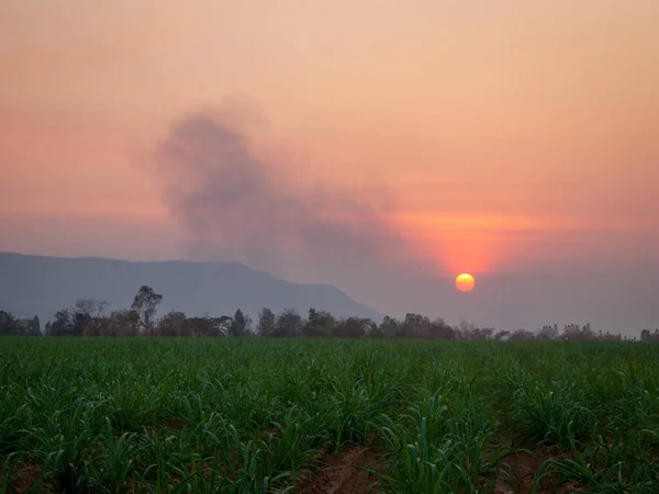 Plantacje Trzciny Cukrowej Uprawy Trzciny Cukrowej Wieczorem Zachód Słońca — Zdjęcie stockowe