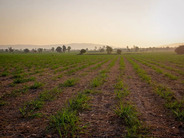 Şeker kamışı tarlaları, tarım bitkileri büyür.