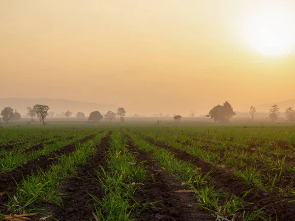 Suikerrietplantages Landbouwgewassen Groeien — Stockfoto