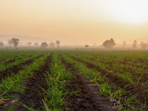 Suikerrietplantages Landbouwgewassen Groeien — Stockfoto