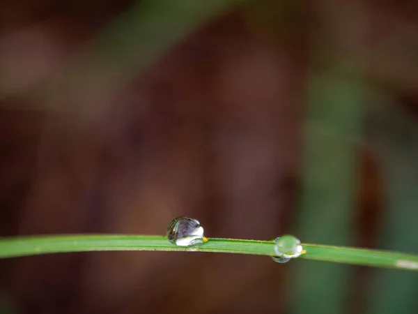 Gouttes Rosée Sur Les Feuilles Canne Sucre — Photo