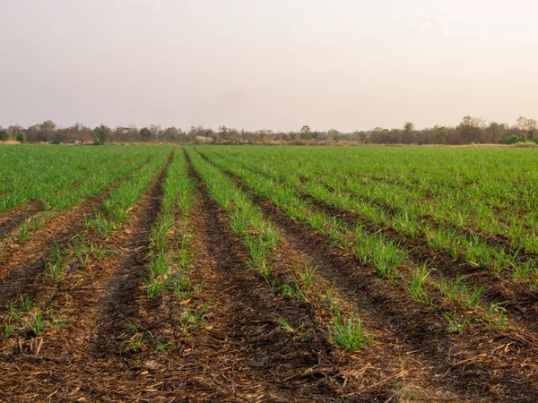 Sugarcane Plantations Agricultural Plants Grow Royalty Free Stock Images