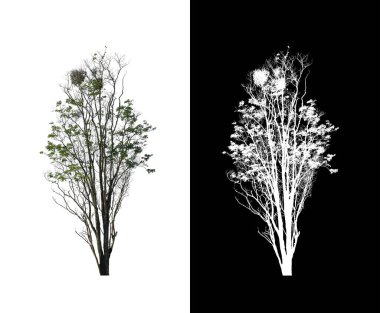 Beyaz arkaplanda izole edilmiş ağaç hem yazdırma hem de web sayfaları için uygundur