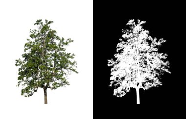 Beyaz arkaplanda izole edilmiş ağaç hem yazdırma hem de web sayfaları için uygundur