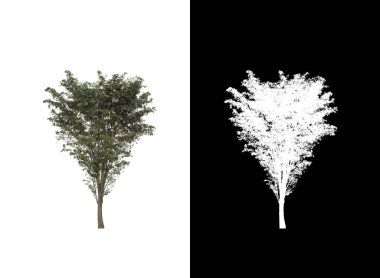 kırpma yolu ve alfa kanalı ile beyaz arkaplanda izole edilmiş ağaç