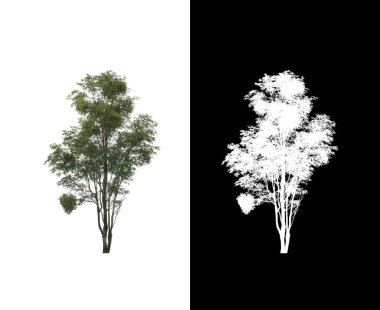 Beyaz arkaplanda izole edilmiş ağaç hem yazdırma hem de web sayfaları için uygundur