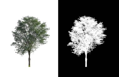 kırpma yolu ve alfa kanalı ile beyaz arkaplanda izole edilmiş ağaç