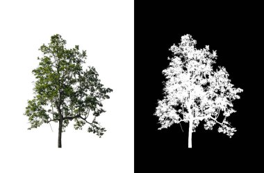 kırpma yolu ve alfa kanalı ile beyaz arkaplanda izole edilmiş ağaç