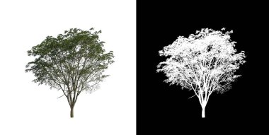 Beyaz arkaplanda izole edilmiş ağaç hem yazdırma hem de web sayfaları için uygundur