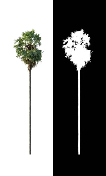 Sugar Palm Isolated White Background Suitable Both Printing Web Pages — Stock Photo, Image