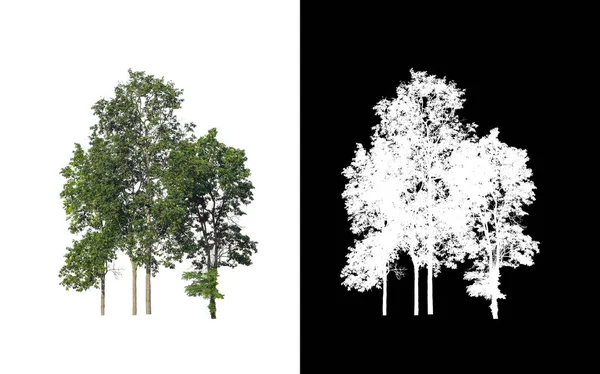 Árbol Aislado Sobre Fondo Blanco Con Ruta Recorte Canal Alfa — Foto de Stock