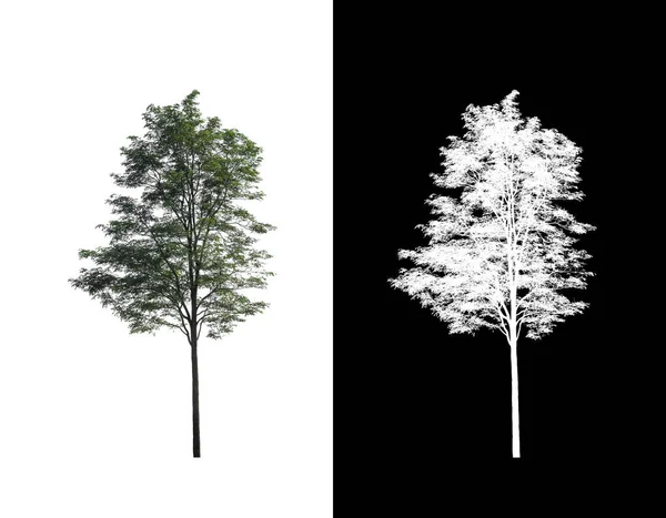 Дерево Изолированное Белом Фоне Подходит Печати Веб Страниц — стоковое фото