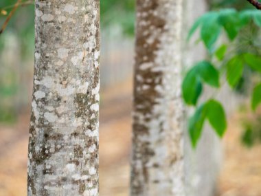 Ağaçların gövdesi beyaz arka planda izole edilmiş. Yazın orman ve yapraklar