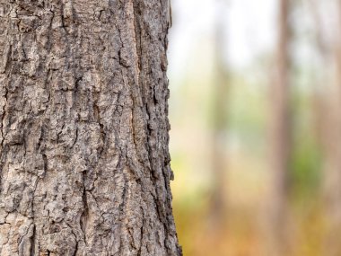 Ağaç gövdesi yazın ormanları ve yaprakları izole eder. arkaplandan