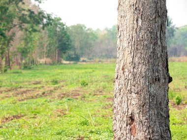 Yazın orman ve yaprakları göstermek için boş ağaç gövdesi
