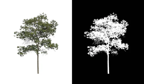 在白色背景上隔离的树既适合打印 也适用于网页 — 图库照片