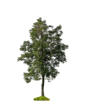 Beyaz arkaplanda izole edilmiş ağaç hem yazdırma hem de web sayfaları için uygundur