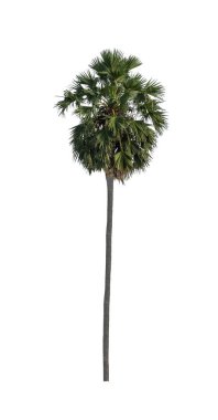 Beyaz arkaplanda izole edilmiş mango ağacı 