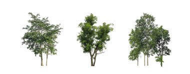Beyaz zemin üzerinde izole ağaçlar kümesi, Ağaçların koleksiyonu