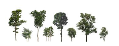Beyaz zemin üzerinde izole ağaçlar kümesi, Ağaçların koleksiyonu