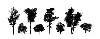 Beyaz zemin üzerinde izole ağaçlar kümesi, Ağaçların koleksiyonu