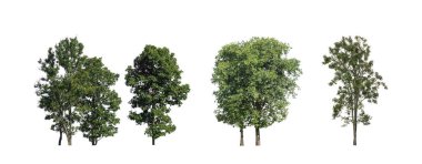 Beyaz zemin üzerinde izole ağaçlar kümesi, Ağaçların koleksiyonu