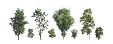 Beyaz zemin üzerinde izole ağaçlar kümesi, Ağaçların koleksiyonu