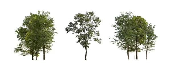 Beyaz arka planda izole edilmiş ölü bir ağaca tünemiş şeker palmiyesi ve kuşlar hem baskı hem de web sayfaları için uygundur