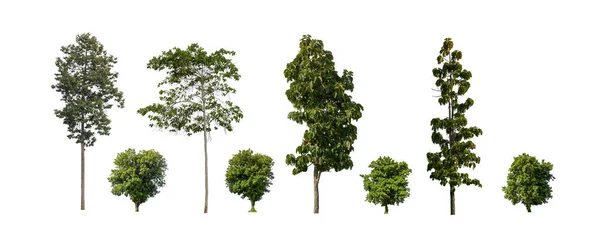 白色背景上的一组孤零零的树 树木的集合 — 图库照片