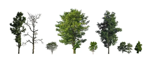 Set Alberi Isolati Sfondo Bianco Collezione Alberi — Foto Stock