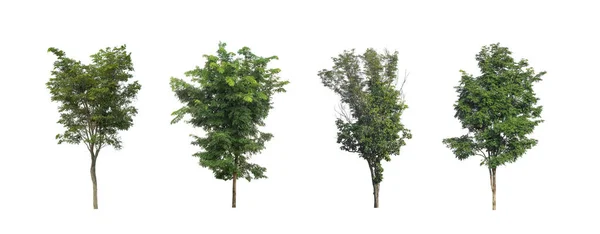 Uppsättning Isolerade Träd Vit Bakgrund Insamling Träd — Stockfoto