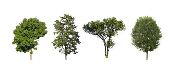 Zestaw Odizolowanych Drzew Białym Tle Kolekcja Drzew — Zdjęcie stockowe