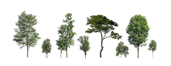 白色背景上的一组孤零零的树 树木的集合 — 图库照片