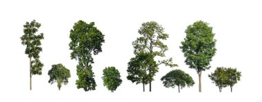 Beyaz zemin üzerinde izole ağaçlar kümesi, Ağaçların koleksiyonu