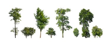 Beyaz zemin üzerinde izole ağaçlar kümesi, Ağaçların koleksiyonu