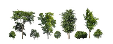 Beyaz zemin üzerinde izole ağaçlar kümesi, Ağaçların koleksiyonu