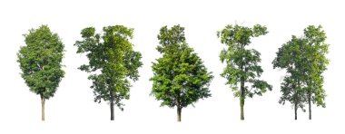 Beyaz zemin üzerinde izole ağaçlar kümesi, Ağaçların koleksiyonu
