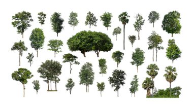 Beyaz zemin üzerinde izole ağaçlar kümesi, Ağaçların koleksiyonu