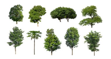 Beyaz zemin üzerinde izole ağaçlar kümesi, Ağaçların koleksiyonu