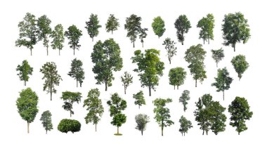 Beyaz zemin üzerinde izole ağaçlar kümesi, Ağaçların koleksiyonu
