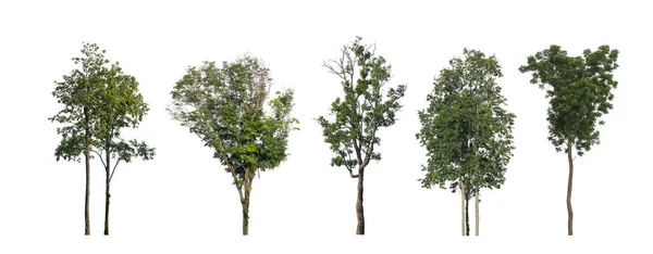 Conjunto Árvores Isoladas Sobre Fundo Branco Coleção Árvores — Fotografia de Stock